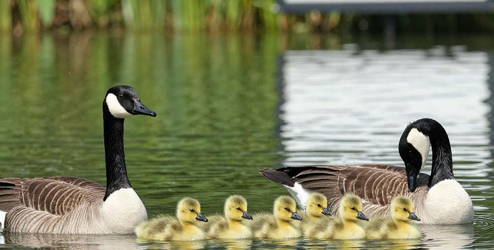 Bơi lội Việt Nam và khung phân tích chuyên sâu chín chiều: Khi dữ liệu là điểm neo của mọi kết luận Bơi lội Việt Nam và khung phân tích chuyên sâu chín chiều: Khi dữ liệu là điểm neo của mọi kết luận